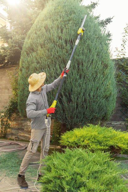 Best Professional Tree Care  in Dumas, AR